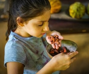 Rainforest Chocolate Tour