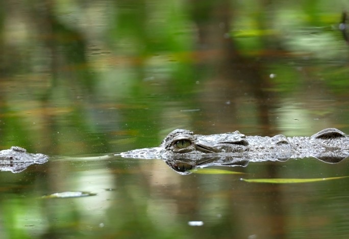 Safari Float by Kayak