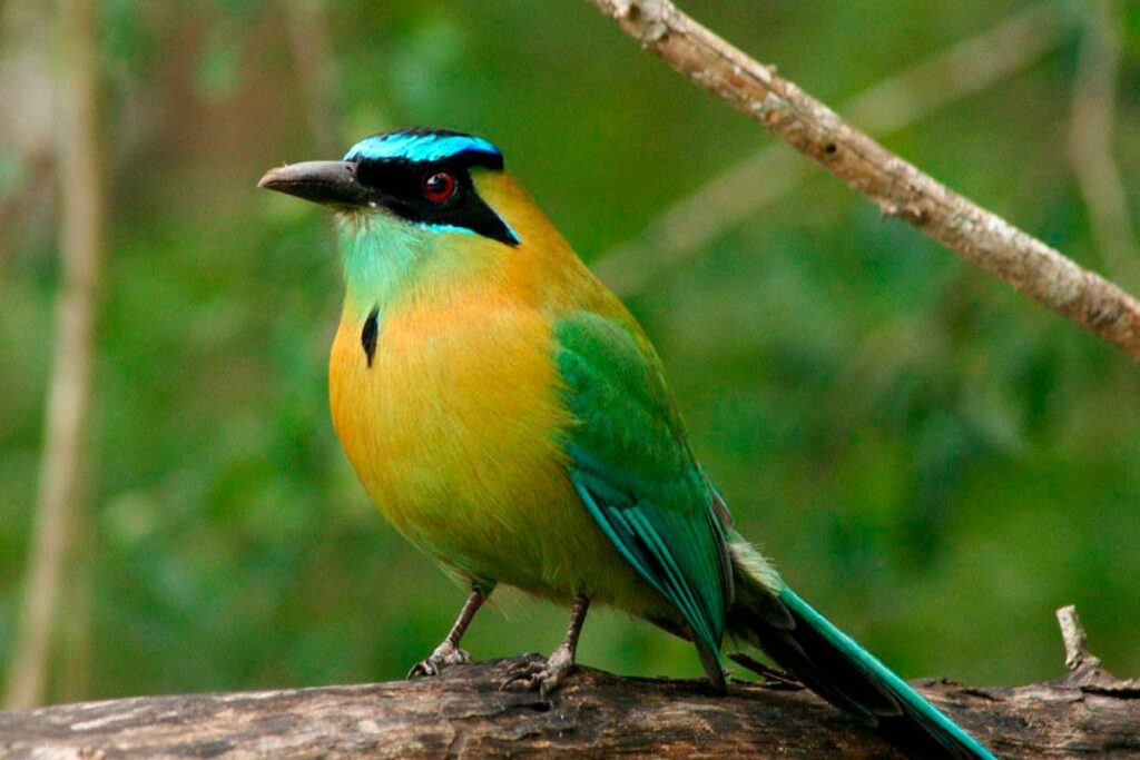 Bird Watchig Tour