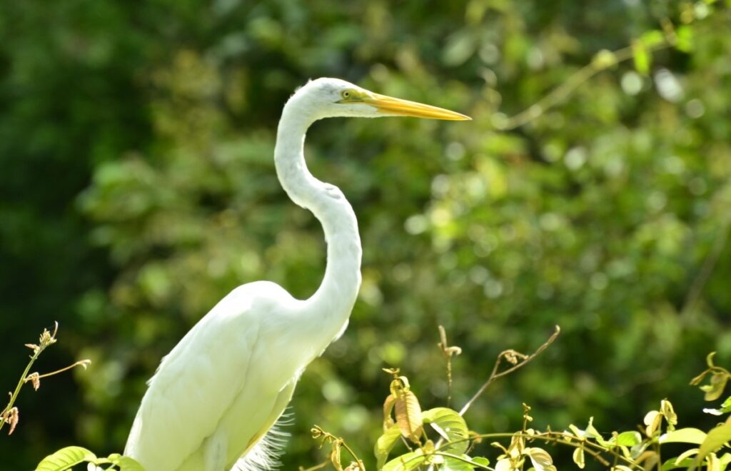 Cano Negro Wildlife Refuge