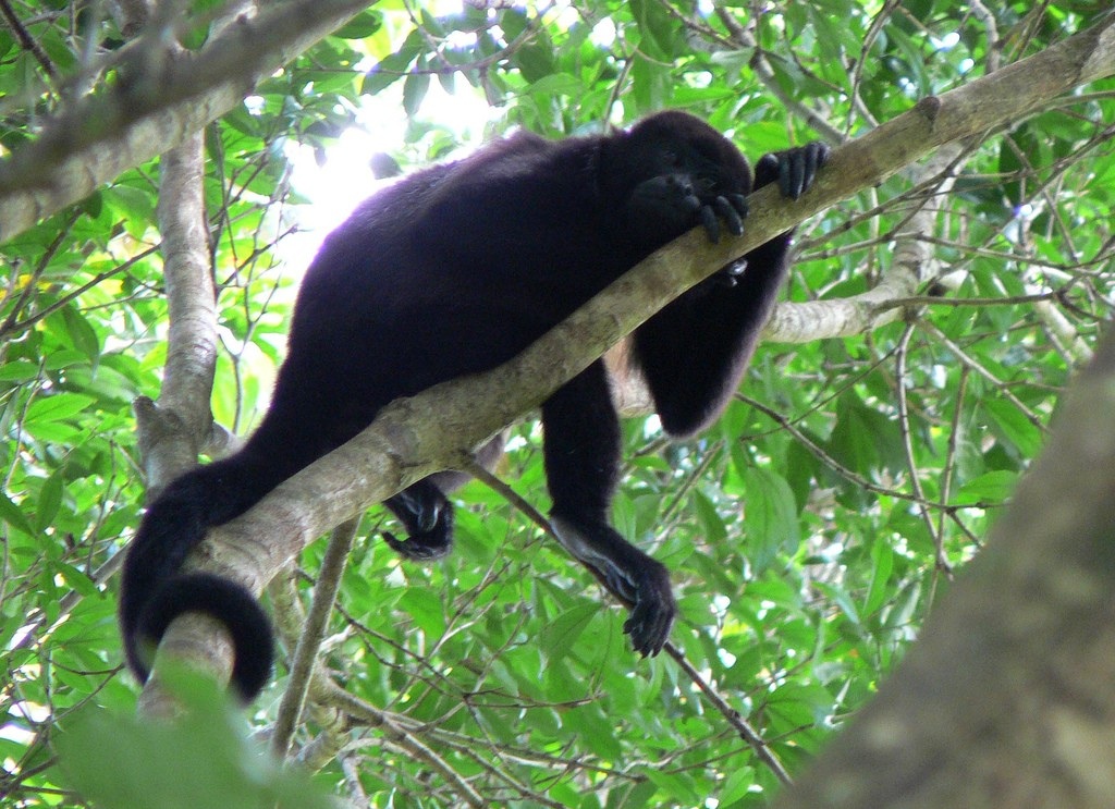 Cano Negro Wildlife Refuge