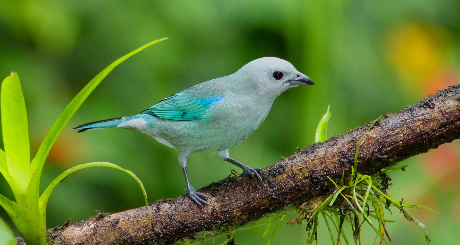 Bird Watching Tour 1