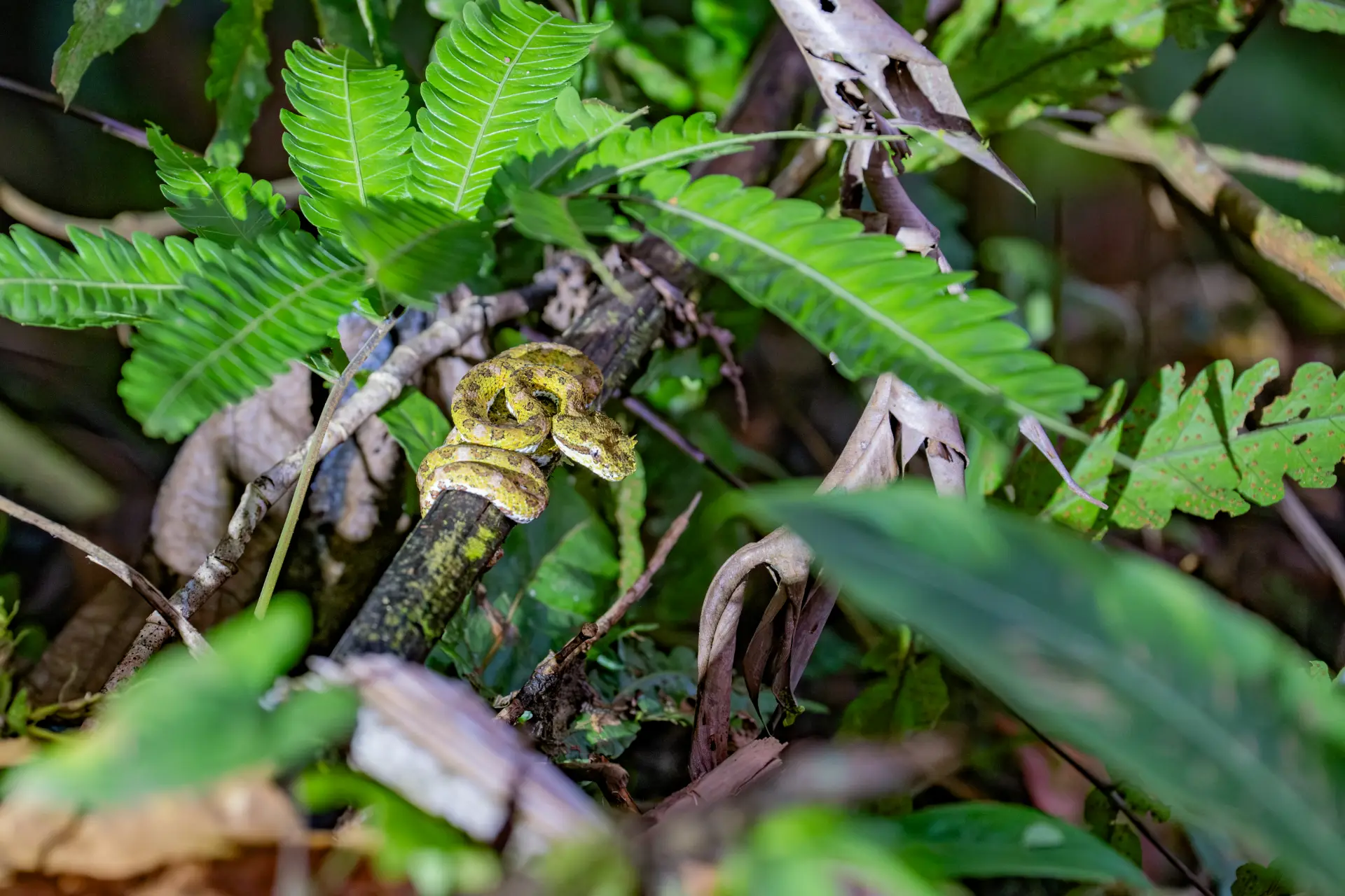 Arenal Hanging Bridges Tour 6
