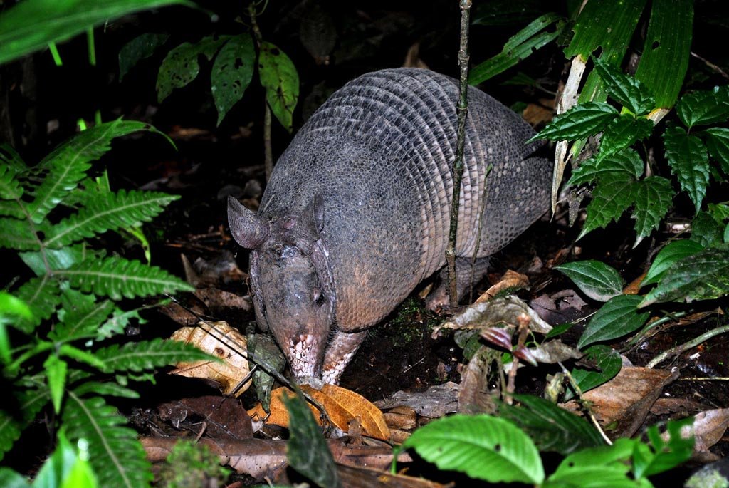 Arenal Natural Night Hike 1