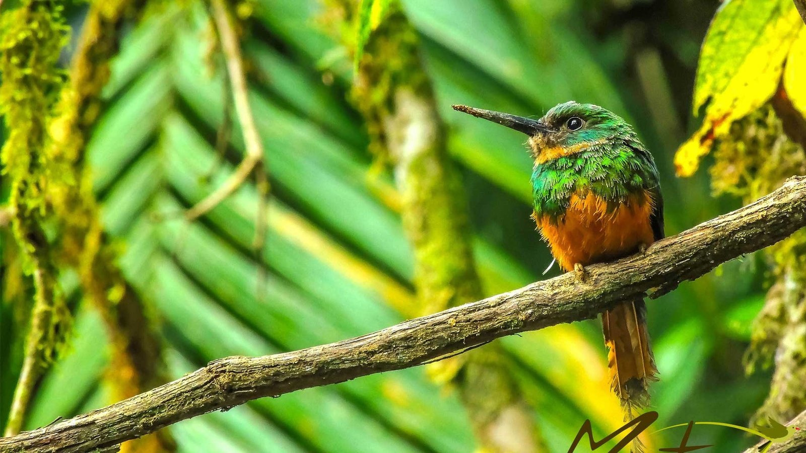 Bird Watching Tour 6