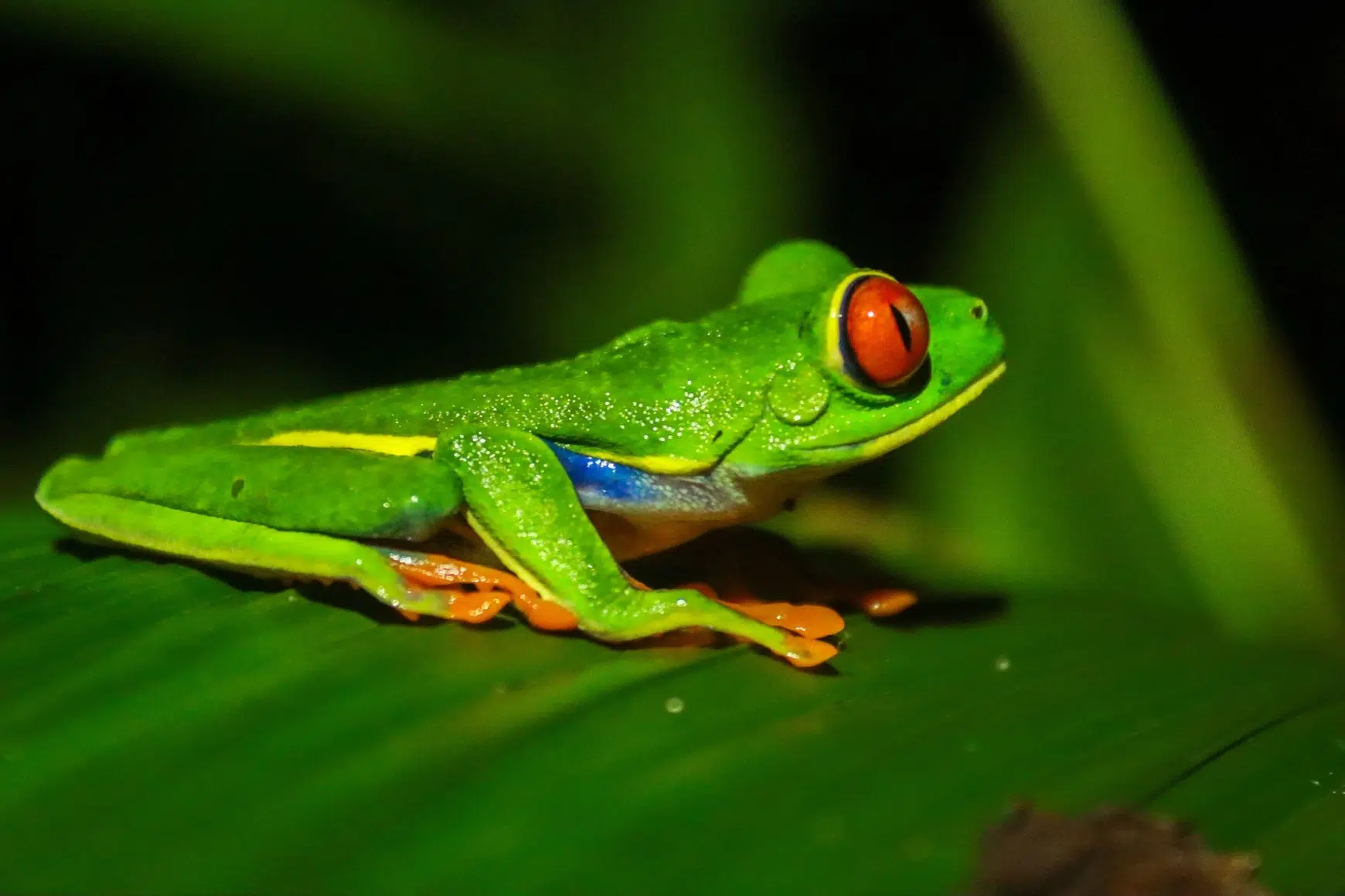 Arenal Natural Night Hike 6